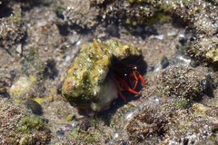 Calcinus californiensis