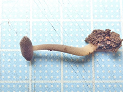 Helvella ephippium