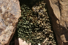 Selaginella watsonii