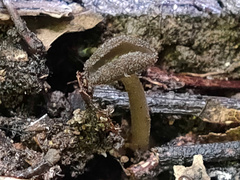 Helvella ephippium