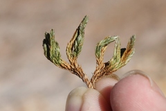 Selaginella watsonii