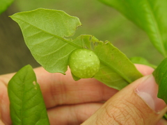 Dryocosmus quercuspalustris