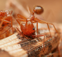 Pheidole desertorum