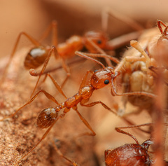 Pheidole desertorum