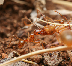 Pheidole desertorum