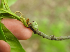 Amphibolips ellipsoidalis