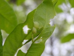Cynipini