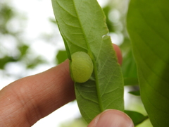 Cynipini
