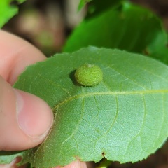 Phylloxera caryaeavellana