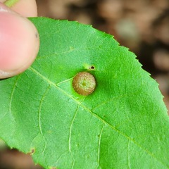 Phylloxera caryaeavellana