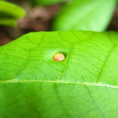 Phylloxera caryaeavellana