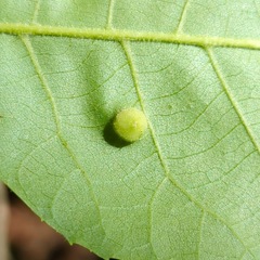 Phylloxera caryaeavellana