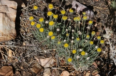 Erigeron aphanactis
