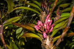 Maxillaria aggregata