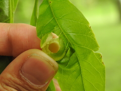 Cynipinae