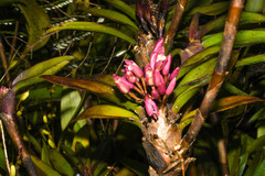 Maxillaria aggregata