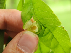 Cynipinae