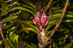 Maxillaria aggregata