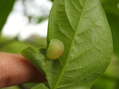 Cynipinae