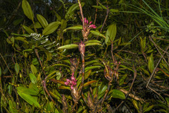 Maxillaria aggregata