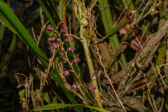Stelis columnaris