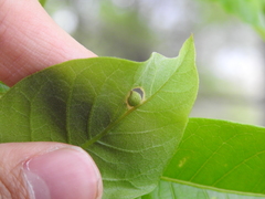 Cynipinae