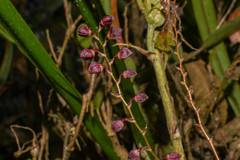 Stelis columnaris