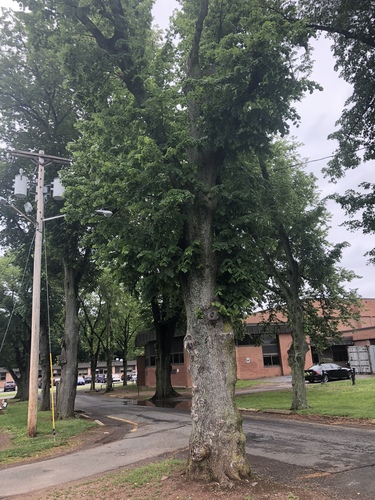 photo of Lindens (Tilia)