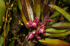 Maxillaria aggregata
