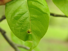 Cynipinae