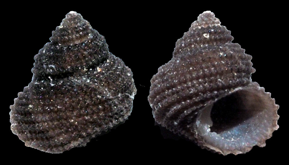 Herpetopoma rubrum