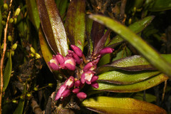 Maxillaria aggregata