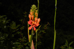 Epidendrum cochlidium