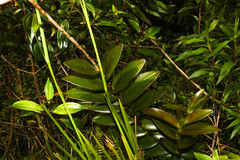 Epidendrum cochlidium