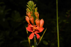 Epidendrum cochlidium