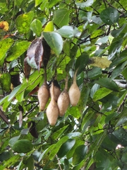 Ordgarius magnificus