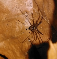 Dicranopalpus larvatus