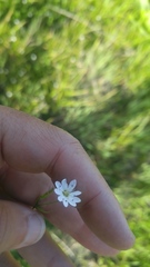 Stellaria longipes