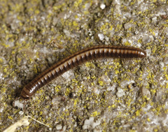 Brachyiulus pusillus