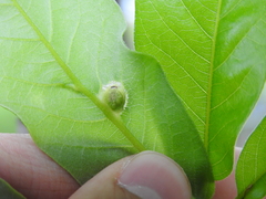 Cynipini