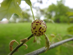 Amphibolips quercusinanis