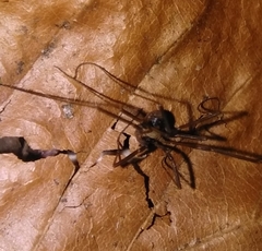 Dicranopalpus larvatus