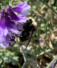 Bombus vosnesenskii