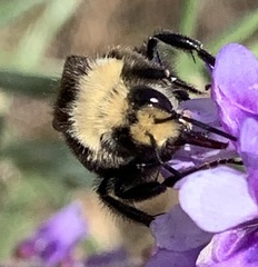 Bombus vosnesenskii