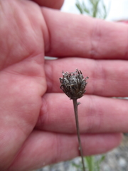 Centaurea stoebe