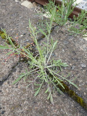 Centaurea stoebe