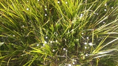 Stellaria longipes