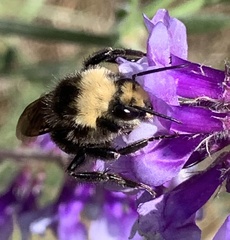Bombus vosnesenskii