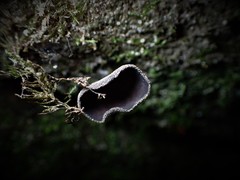 Helvella fibrosa