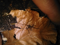 Dicranopalpus larvatus
